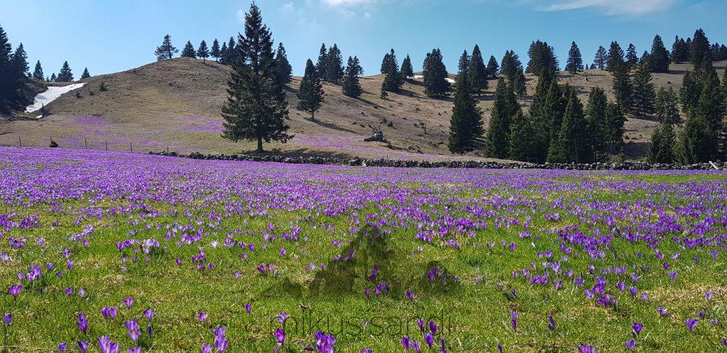 Velika Planina