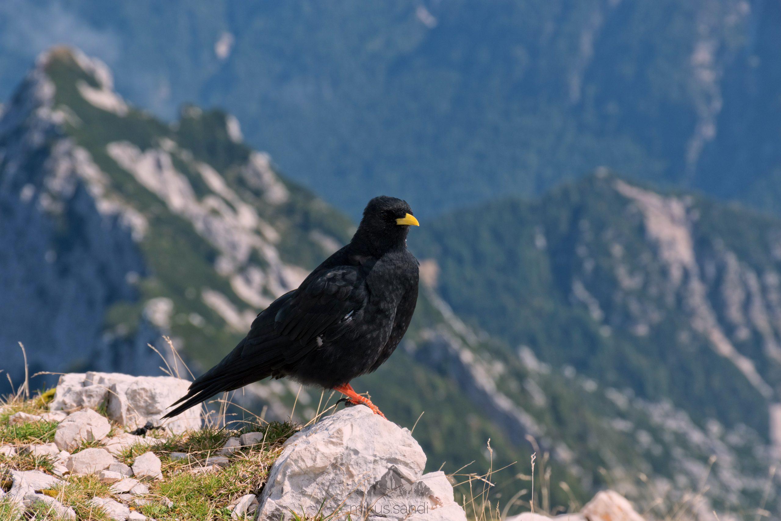 Mala Mojstrovka Mala Mojstrovka